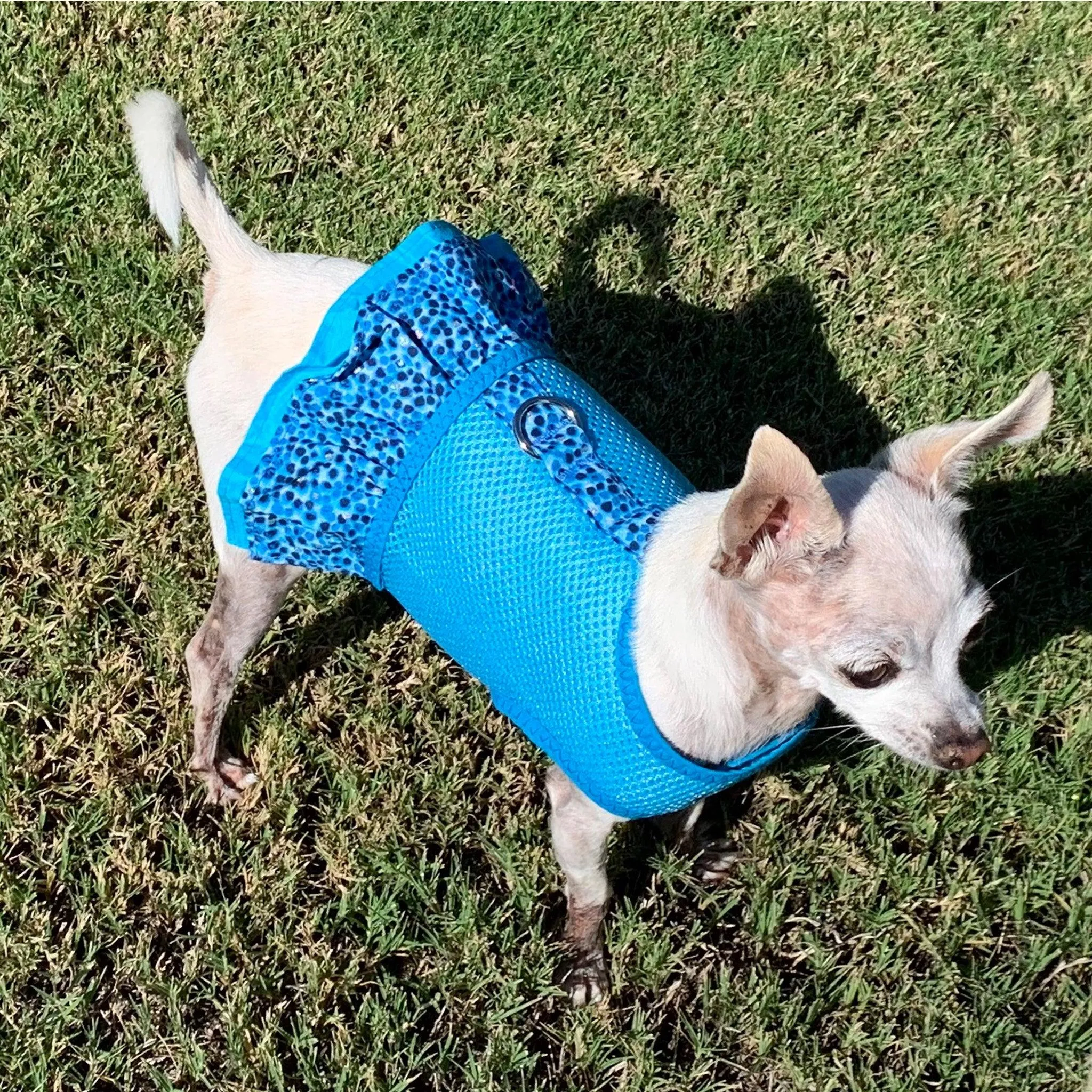 Aqua Air Mesh Ruffled Dog Vest Harness - Small only - Last One