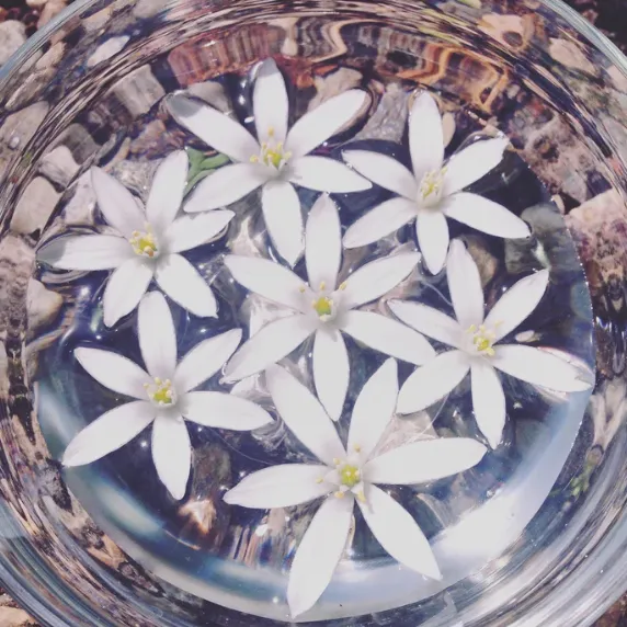 Flower Essence | Cosmic Weaver