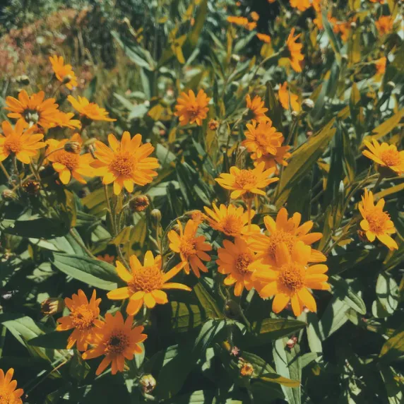 Flower Essence | Cosmic Weaver